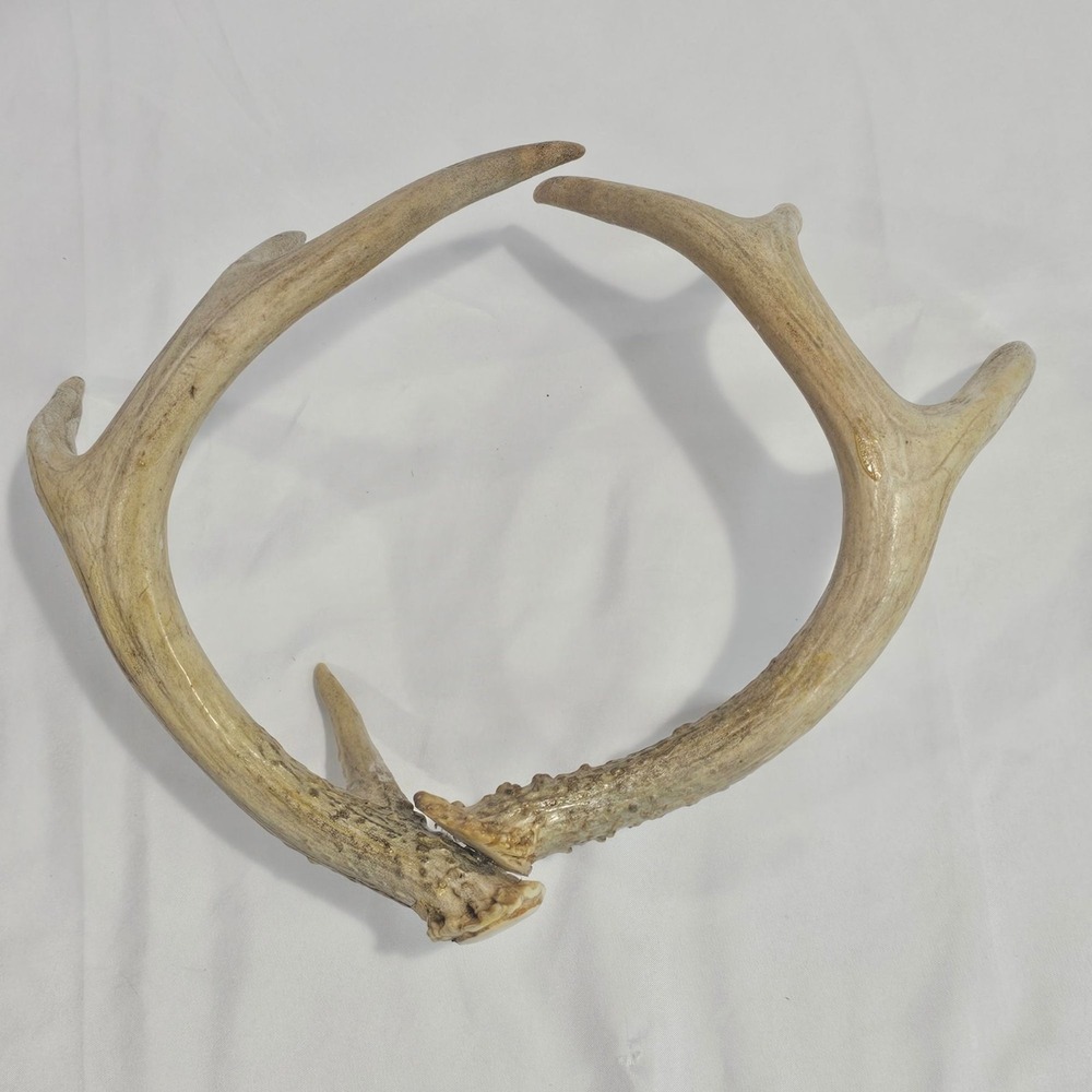 Natural White Tail Deer Horn Home Decor Rustic Cabin Country Cottagecore - Picture 4 of 5